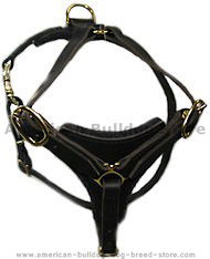 American Bulldog Dog Walking Harness H3