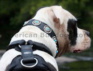 Best Leather Dog Collar with Circles Blue Stones-Custom collar