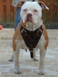 American Bulldog harness- Protection Leather Dog Harness