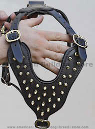 Brass spiked leather dog harness for American Bulldogs Brass spiked leather dog harness for American Bulldogs