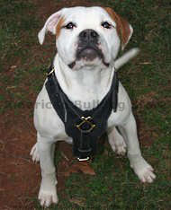 American Bulldog Leather Dog Harness- large dog harness