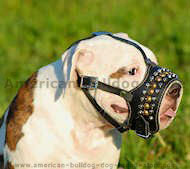 Royal Pyramids & studs Leather Dog Muzzle for American Bulldog Royal Pyramids & studs Leather Dog Muzzle for American Bulldog