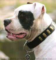 Gorgeous wide leather dog collar with plates - American Bulldog