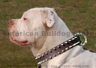 American Bulldog Leather spiked dog collar.