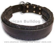 Am.Bulldog Padded Black collar 21''/21 inch dog collar Am.Bulldog Padded Black collar 21''/21 inch dog collar