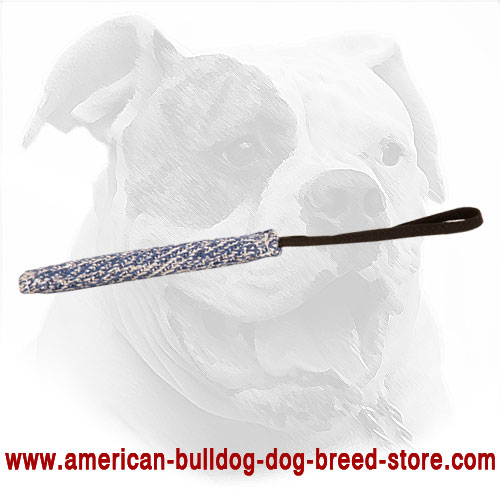 American Bulldog Puppy Bite Tug
