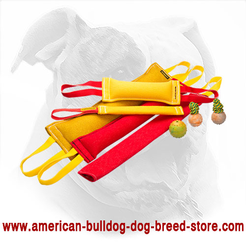  Training American Bulldog Set