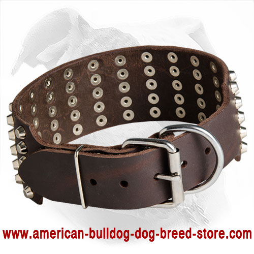 Wide Leather American Bulldog Collar