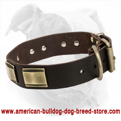 Strong Leather American Bulldog Collar