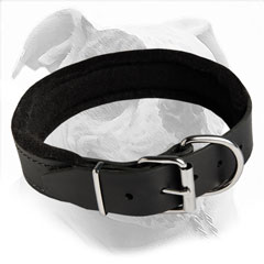 Softly padded leather collar for training and daily walks