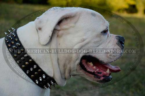 Fashion Leather Dog Collar for Training and Walking American Bulldog