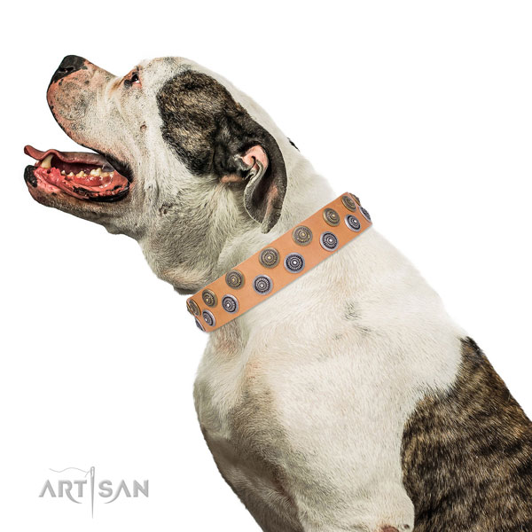 American Bulldog unique full grain genuine leather dog collar for fancy walking