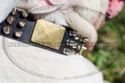 Designer Leather Dog Collar for American Bulldog Exercising