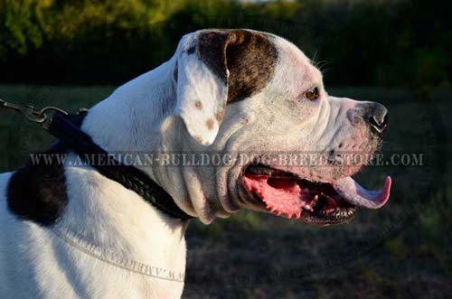 American Bulldog Leather Canine Collar