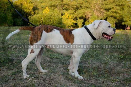 Effective Training Choke Collar for American Bulldog Breed