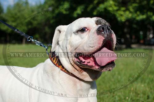 Walking Leather Collar for American Bulldog