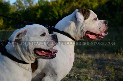 Training and Walking Dog Collar for American Bulldogs