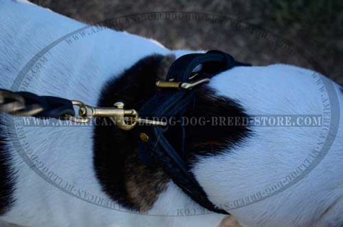 Leather Dog Collar with Strong Brass Ring