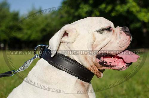 Padded Leather Collar for American Bulldog Training and Walking