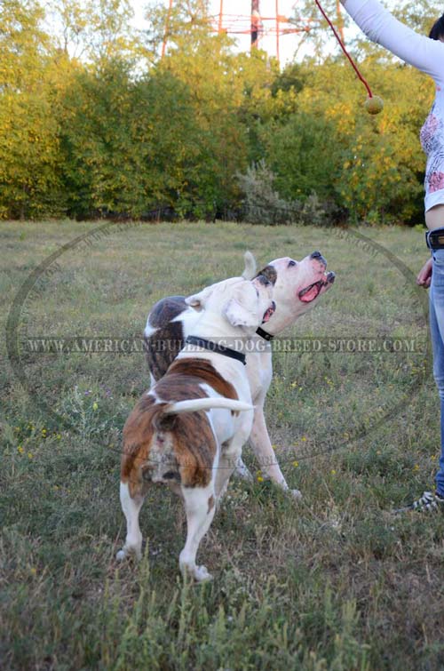 Two Ply Choke Dog Collar for American Bulldogs