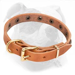 Leather American Bulldog Collar of Elegant Width
