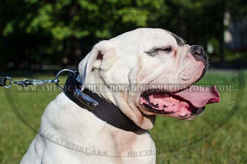Any Weather Nylon Collar with Studs