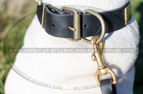 Brass D-ring for Leash Attachment