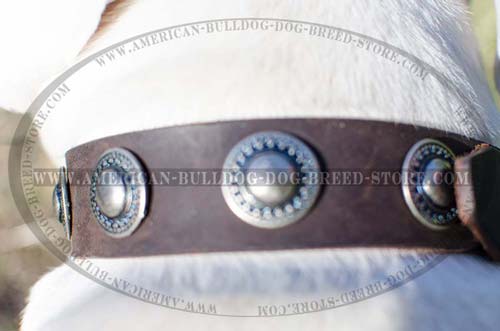 Leather Collar for Dog Walking