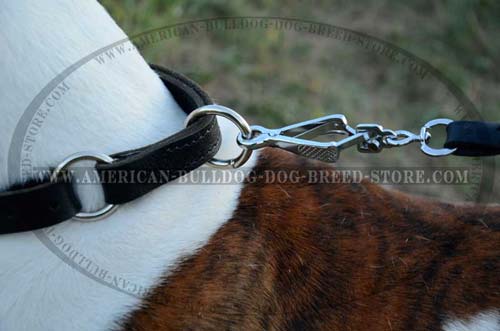 Choke Dog Collar for American Bulldog 