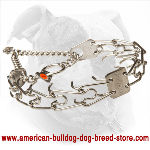 Training Pinch American Bulldog Collar