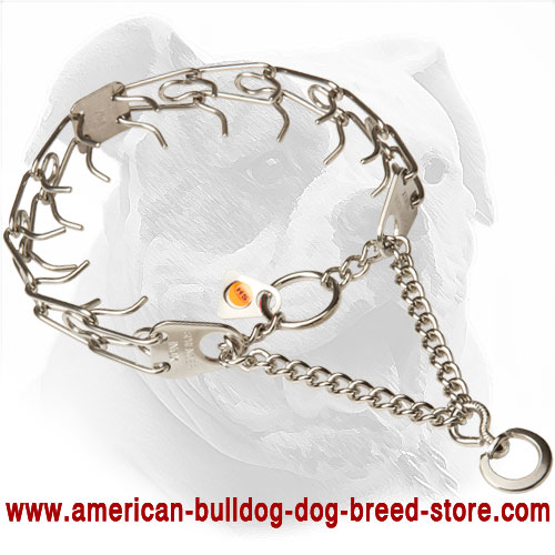  American Bulldog Pinch Collar