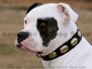 Design Collar- Retro Rulz-Gorgeous Vintage Dog Leather Collar