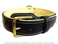 Royal Nappa Padded Leather Dog Collar for Bulldogs