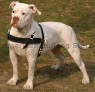 Tracking/Agitation /Pulling Leather Dog Harness For Am-Bulldog