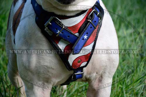 Patriotic Bully harness