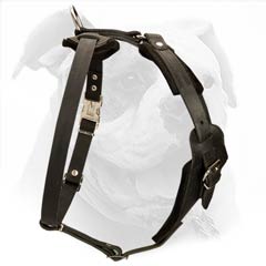 The harness is super easy to fit on your American Bulldog by means of click lock buckle