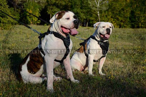 American Bulldog feels comfort and power wearing this spiked harness