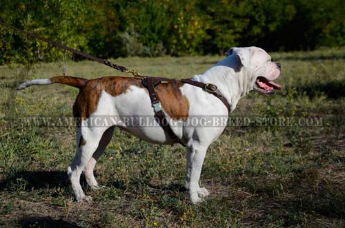 Super light weight walking or tracking Bulldog harness
