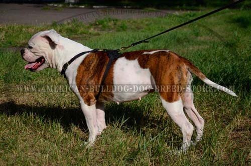 Beautiful harness for your Bully