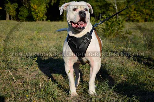 Agitation is safe for your bully with this harness