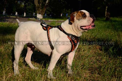 Agitation harness for American Bulldog