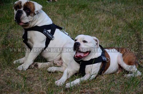 Bulldog maxi-comfort nylon harness