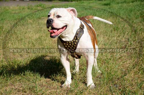 Non-restrictive American Bulldog harness