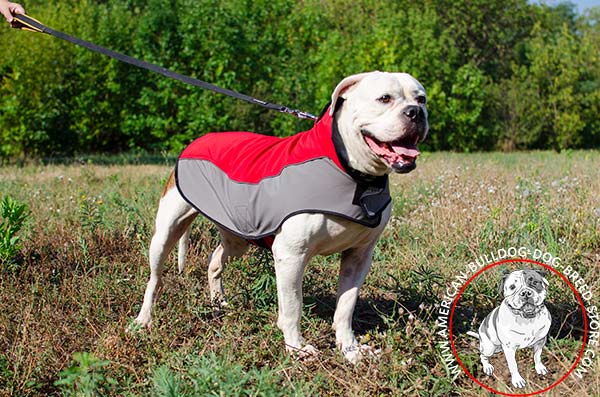 American Bulldog nylon harness with durable stitching for professional use