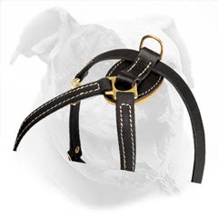 Absolutely non-toxic harness for Bully