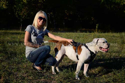 American Bulldog Leather Harness for Better Control