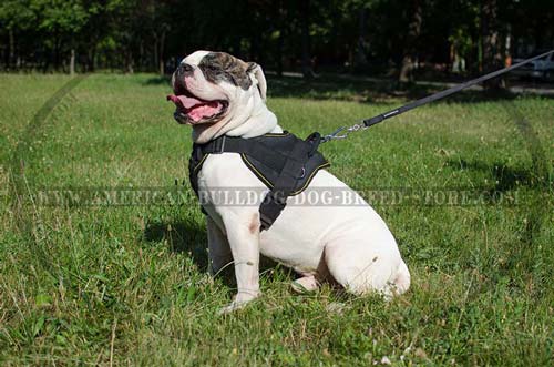 Nylon American Bulldog Harness with Wide Chest Plate