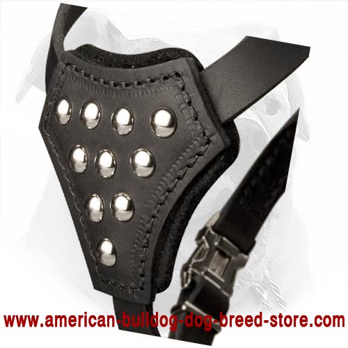 Leather American Bulldog Puppy Harness 
