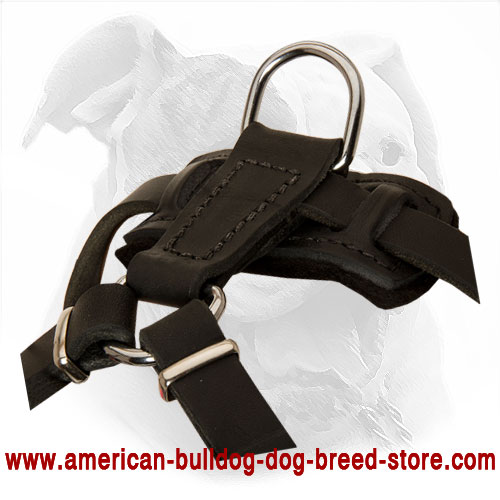 Leather Dog Harness with Adjustable Straps American Bulldog Puppy