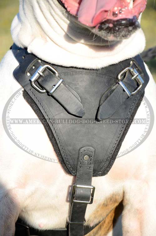 Padded Chest Plate for American Bulldog Comfort